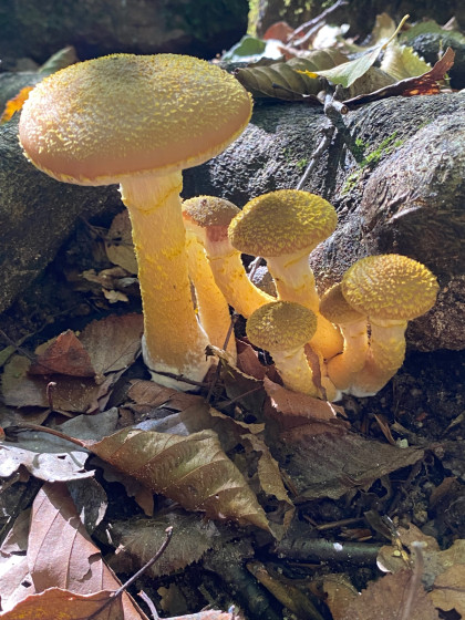 Armillaria lutea
