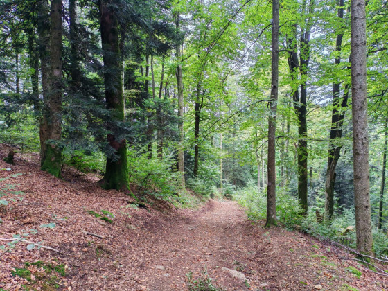 La descente continue