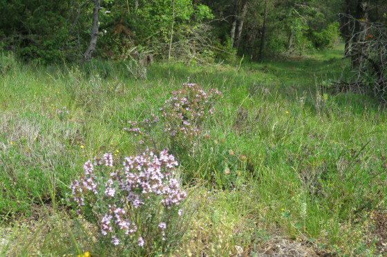 La douceur des sous-bois