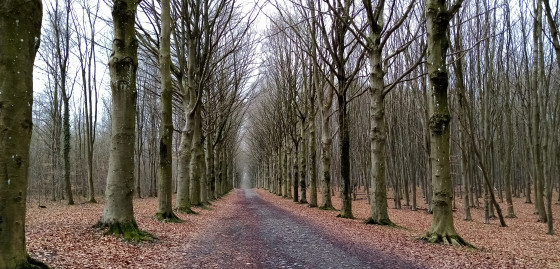 La drève du château de Modave