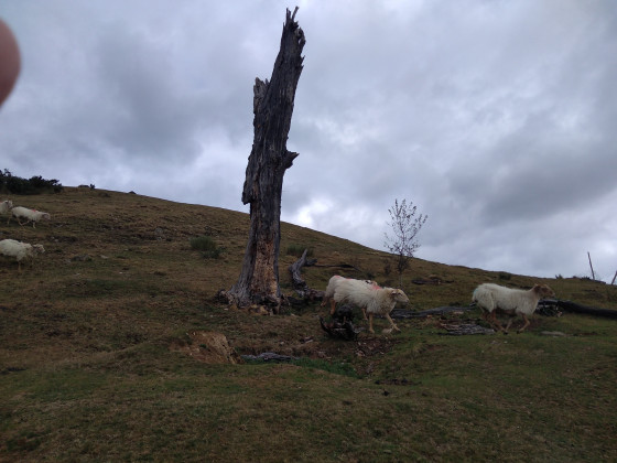 Arbre mort