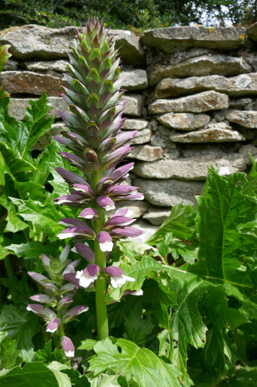 La fleur de l\'acanthe