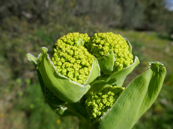 La fleur de la férule
