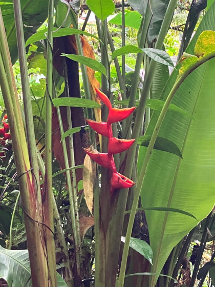 La flore omniprésente