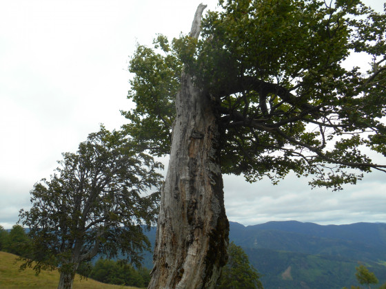 La force de la nature