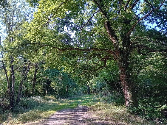 La forêt : autre élément typique de la Sologne