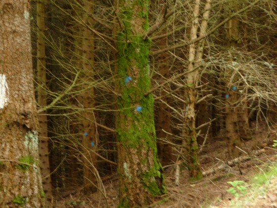 La forêt aux pois bleus