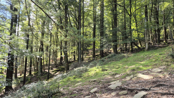 La for&ecirc;t avant l'ascension finale