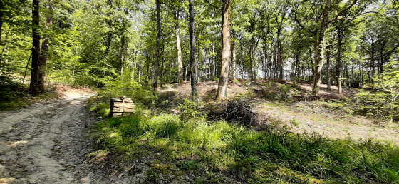 La forêt d'Argonne