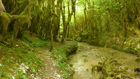 La forêt d\'émeraude