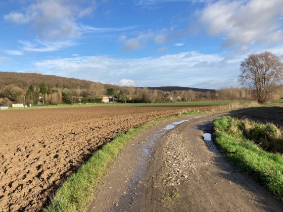 La forêt d'Eperlecques