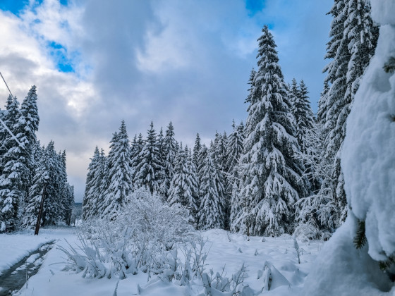 La forêt d\'épicéa