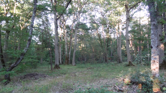 La forêt d\'Orléans