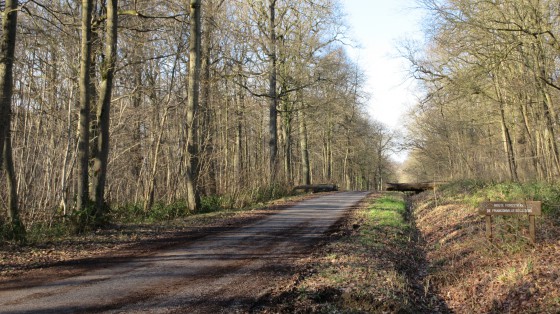 La forêt de Carnelle