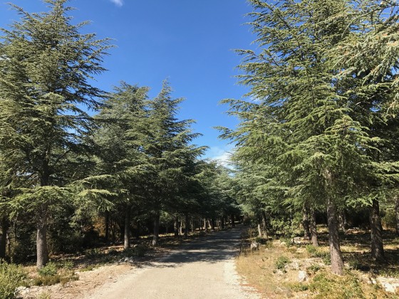 La forêt de cèdres