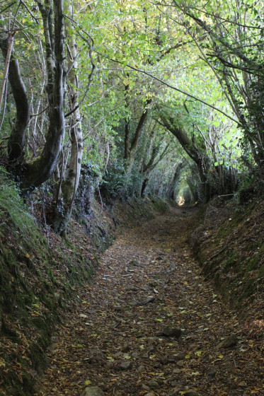La for&ecirc;t de Cinglais