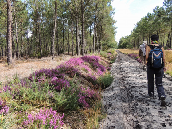 La forêt de Courléon
