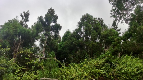 La forêt de cryptoméria
