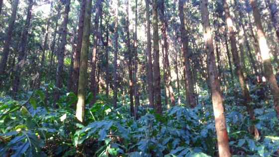La forêt de cryptomérias