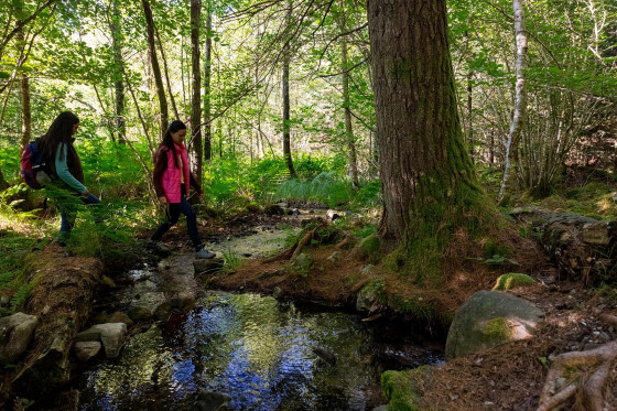 la forêt de Darney, une forêt classé d'exception