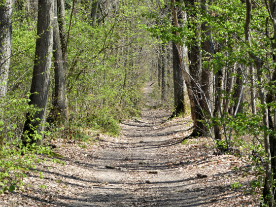 La Forêt de la Tour du Lay