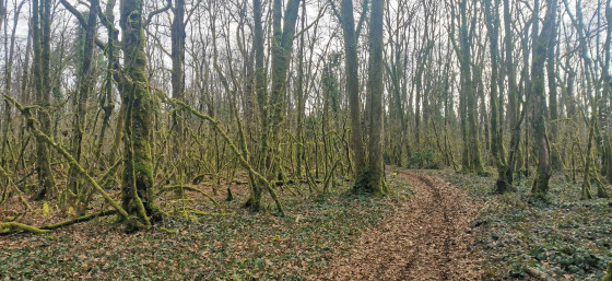 la forêt de mousse