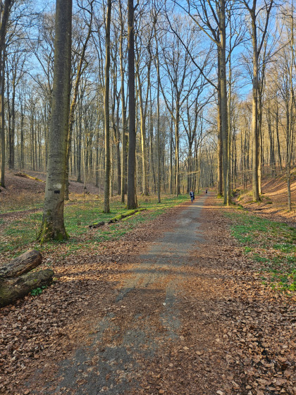 La Forêt de Soignes à la mi-mars