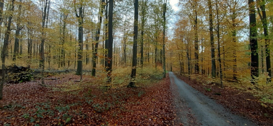 La forêt de Soignes: couleurs d\'automne