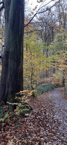 La forêt de Soignes en automne