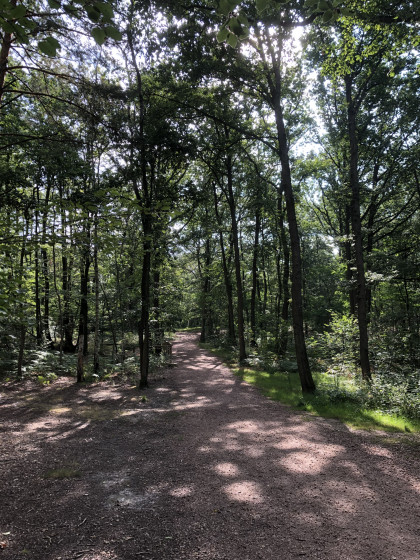 La forêt de St Michel
