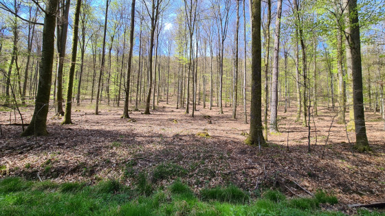 La forêt des Vosges du Nord