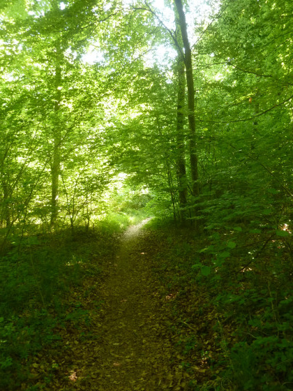 La for&ecirc;t domaniale de Saint-Gobain