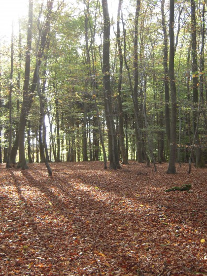 La forêt en automne