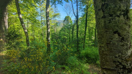 La forêt enchantée...