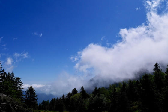 La forêt et les nuages qui montent