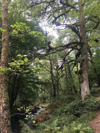La forêt moussue