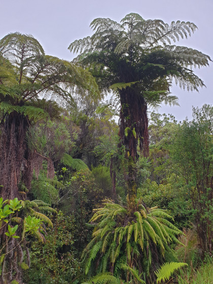 Fougère arborescente