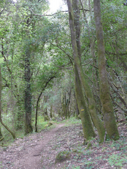 La for&ecirc;t