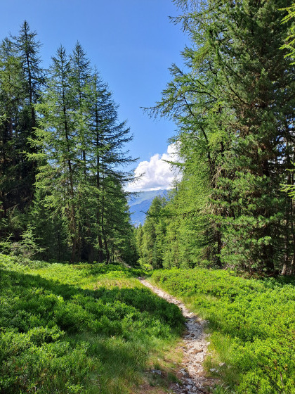 la for&ecirc;t