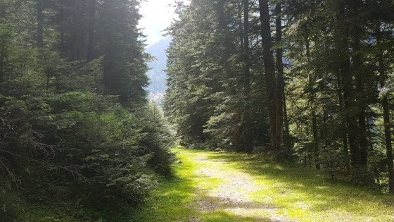 La for&ecirc;t