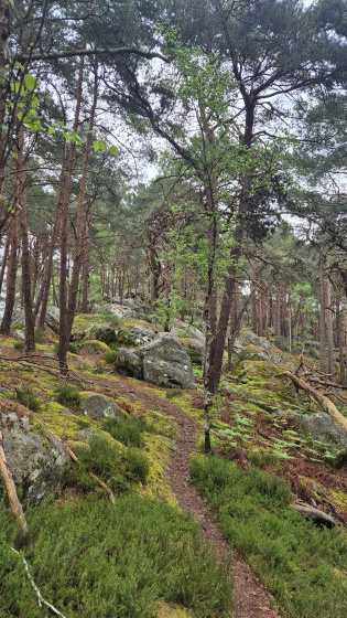 La For&ecirc;t