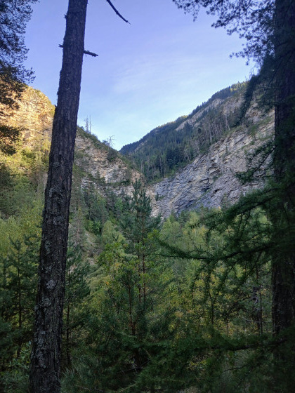 La foret