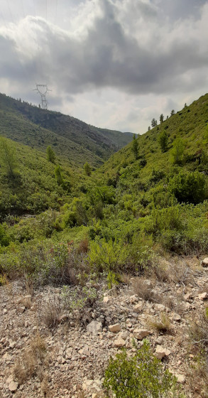 La garrigue