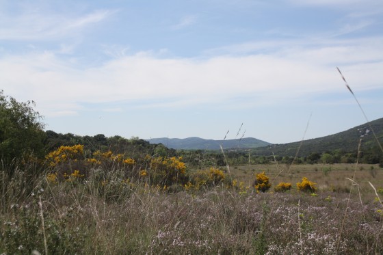 la garrigues en fleurs