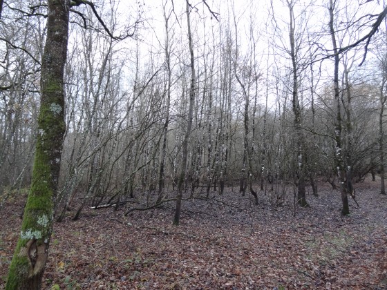 La grande doline du Parc des Dolines de Lim&egrave;re