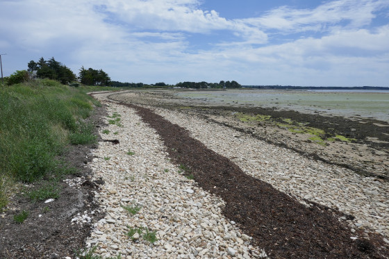 La laisse de mer sur les grèves de l\'île Tascon