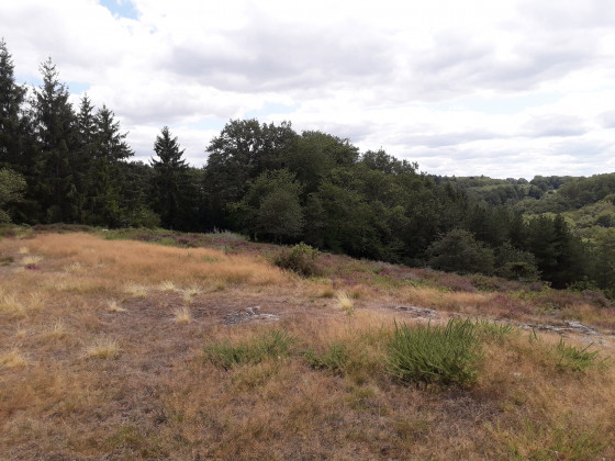 La lande de Bruyère