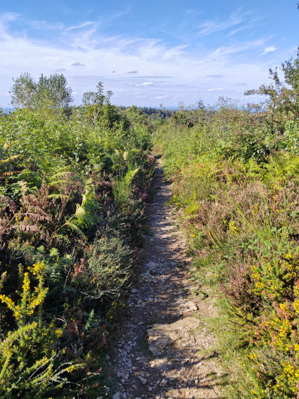 La lande