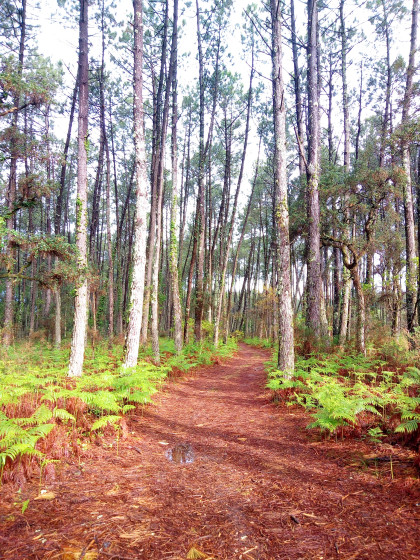 La lande