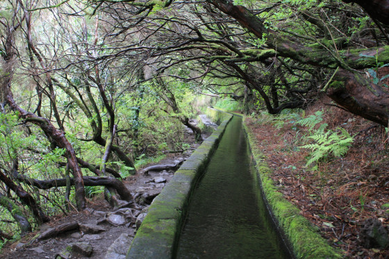 La levada sous la v&eacute;g&eacute;tation